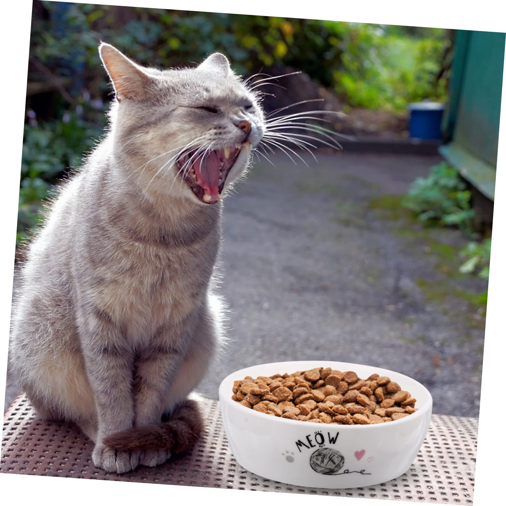 Keramik Katzennapf für Katzen und Kätzchen Leicht zu Reinigen Sicher Weiß für Täglichen Futterbedarf Zufälliger Stil