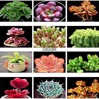Portal Cool Paquete de se as: Tipo 7: 50 PC exóticas Arco de Color Rosa Mixta árboles Enanos de jardín en Maceta de Flores Lkr8