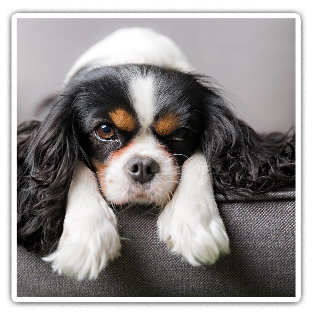 Square Stickers (Set of 2) 10cm - Cavalier King Charles Spaniel Dog Laptop Tablet Luggage Scrapbook #12388