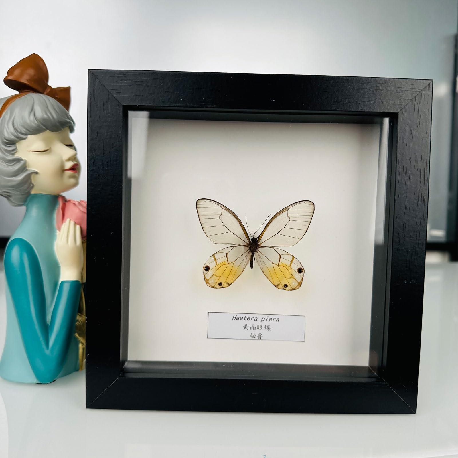 Taxidermy Mounted In Frame,Exquisite Butterflies Insect Specimen,Collection Of Butterfly,Unique Home Decor Wall Decoration Gift For Christmas Valentine Birthday,Real Butterfly Specimens17.6*17.6cm
