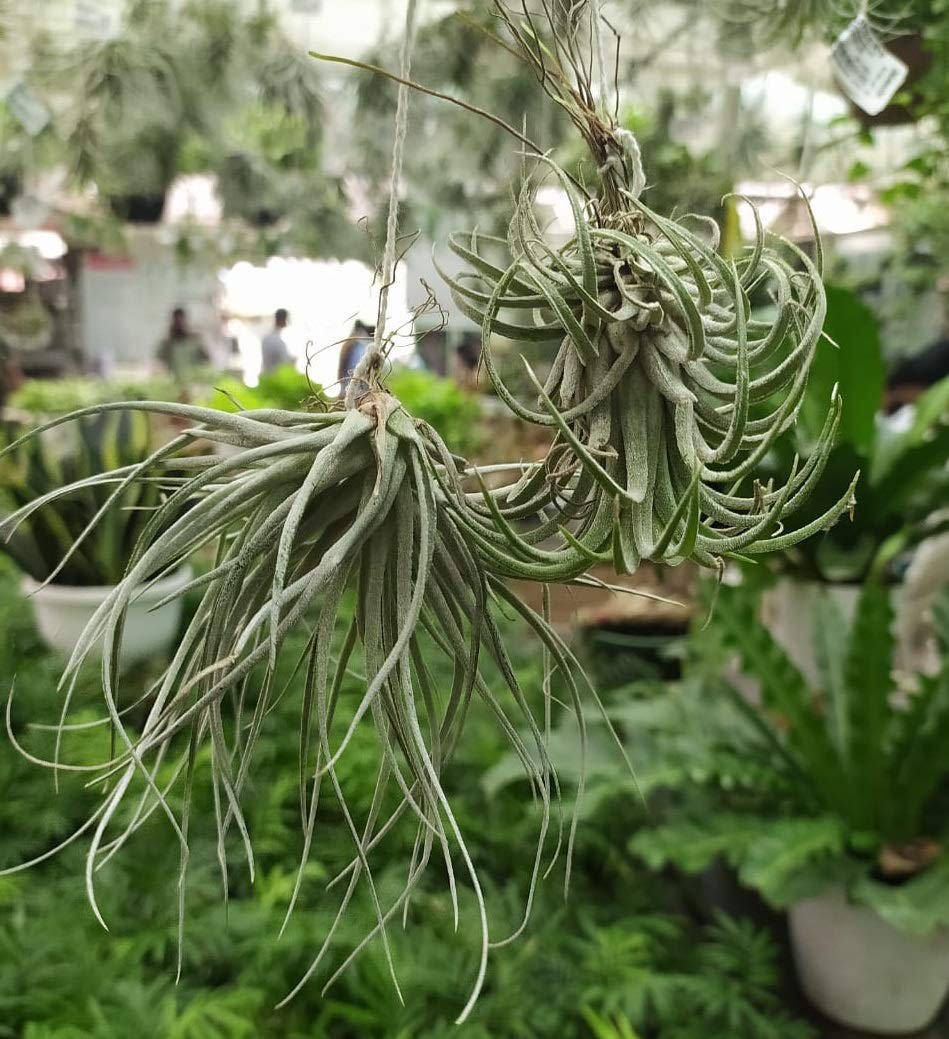CAPPL Tillandsia Air Plant | Small Indoor Plant (2) (B08CT5GM1W) Amazon Price History, Amazon Price Tracker