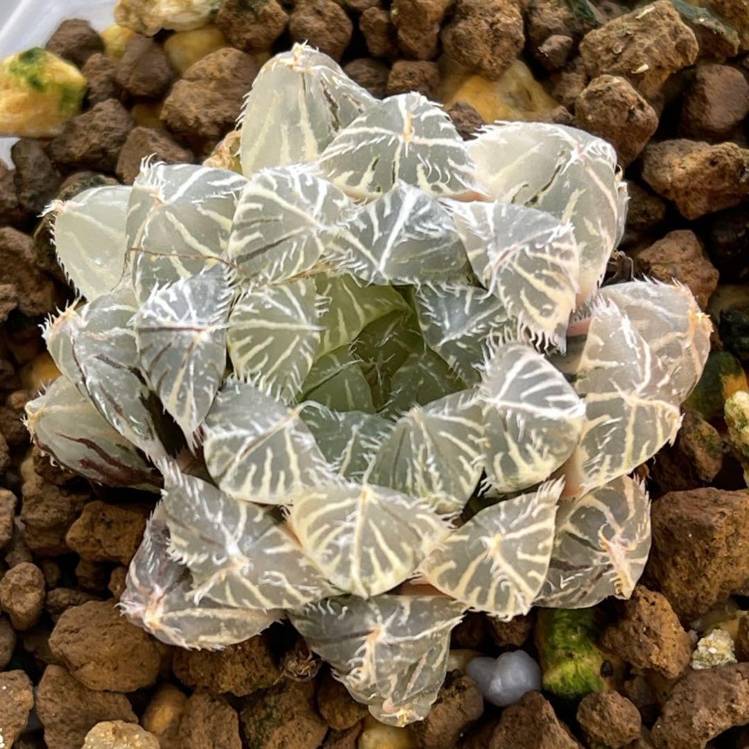 多肉植物 ハオルチア 秋祭り錦糊斑 美品 Amazon.co.jp: ハオルチア ハオルシア 多肉植物 秋祭り錦 糊斑 完璧株