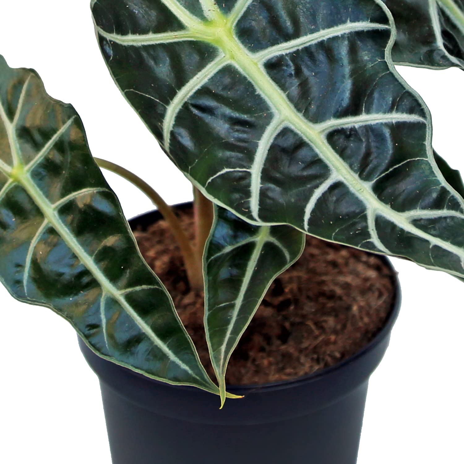 outdoor money tree plant Full Size Money Tree