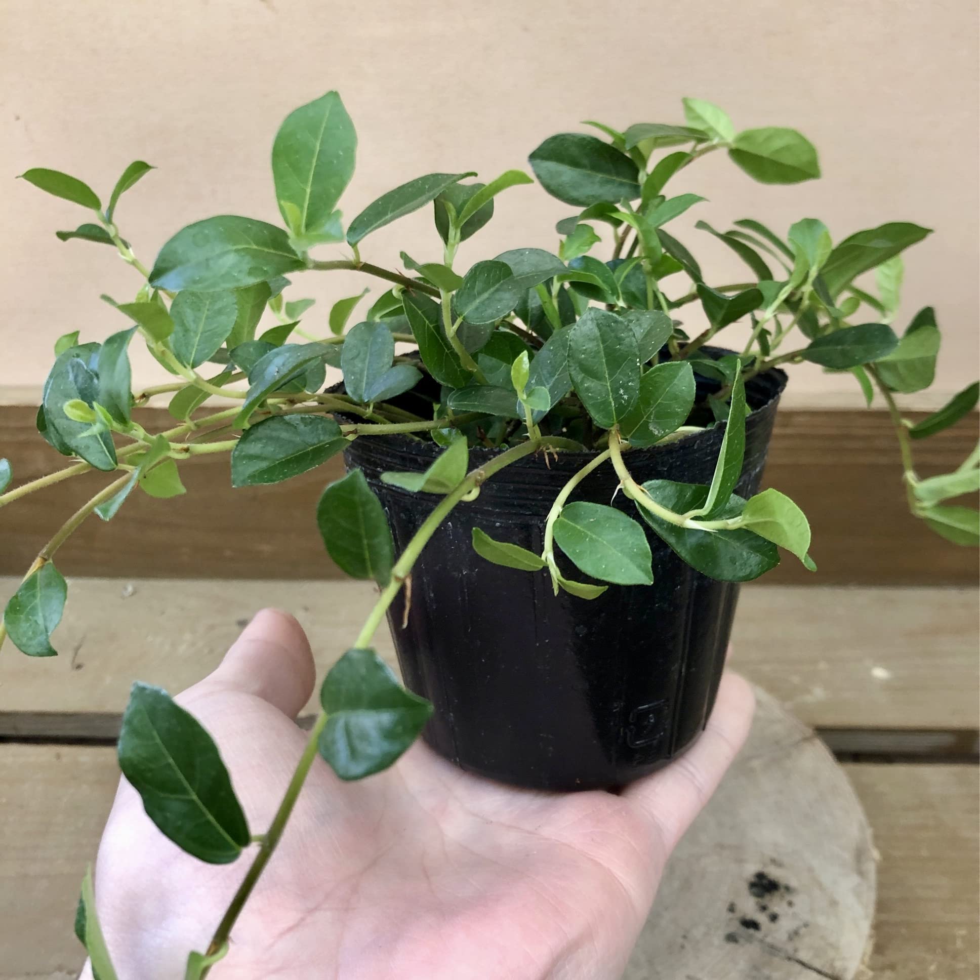 Amazon｜観葉植物 つる性 ガジュマル フィカス シャングリラ｜観葉植物