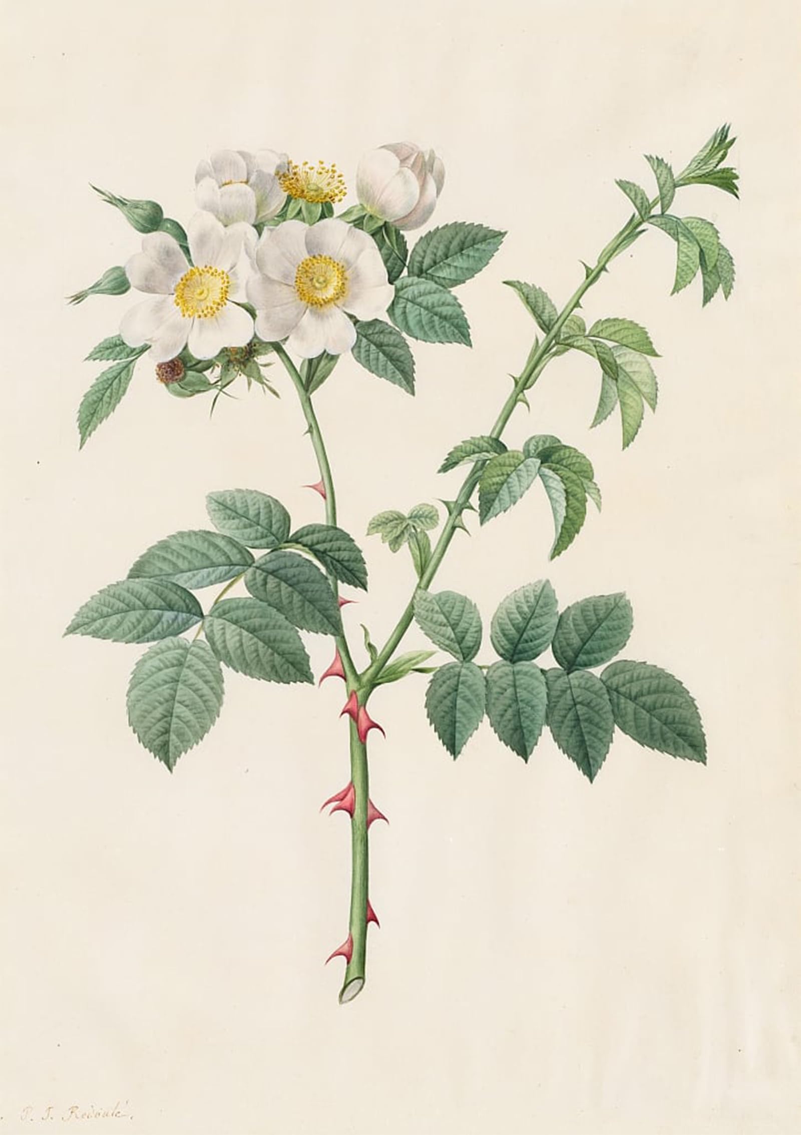 ARTXLXXBN Famous Print Painting Colorful Art Print Brier Bush Rose or Dog Rose Rosa Leucantha by Pierre Redouté Canvas Art Decorations for Home Decor 60x90cm
