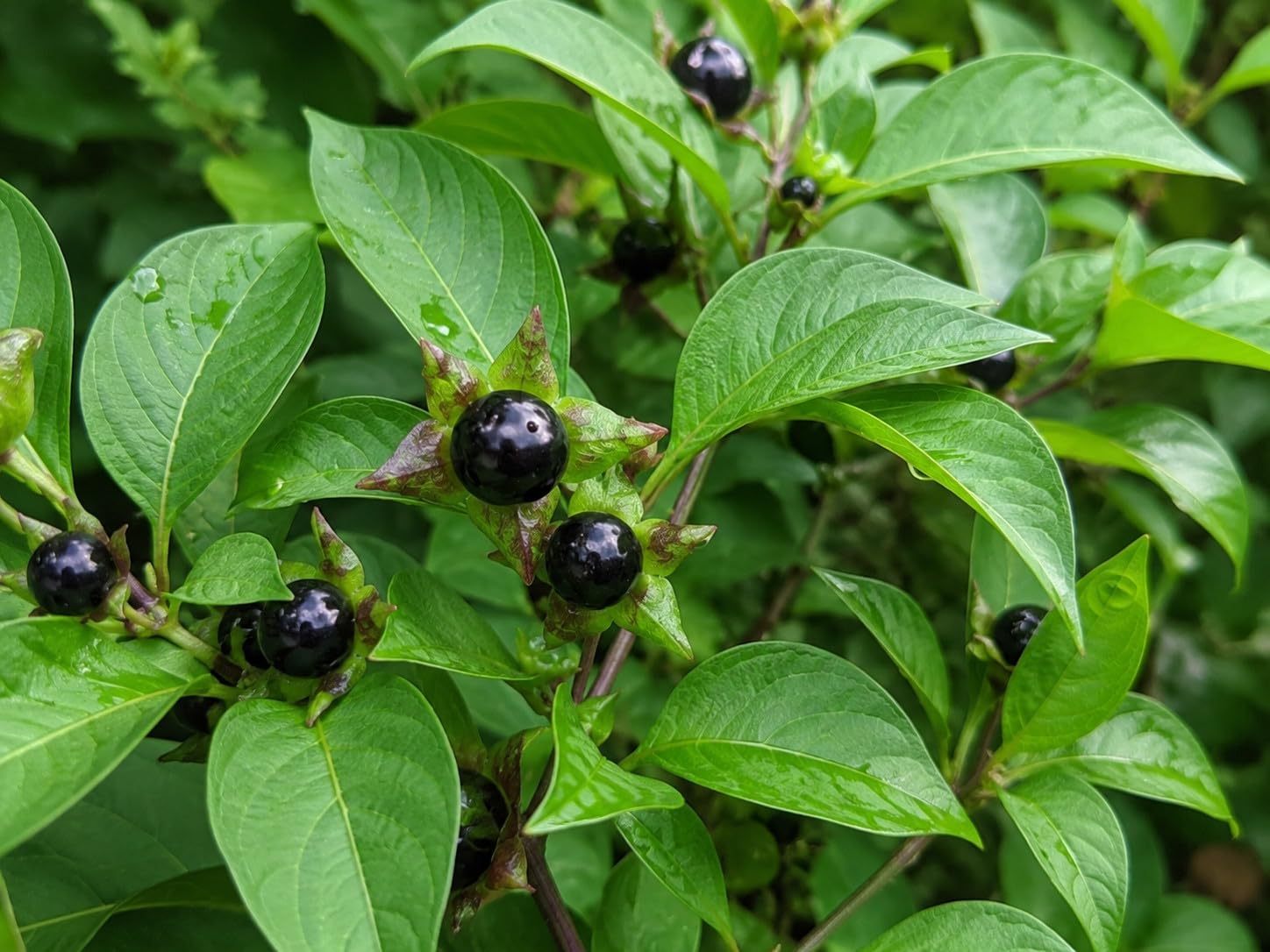 Atropa belladonna | 100.000 Samen | Hexenkraut