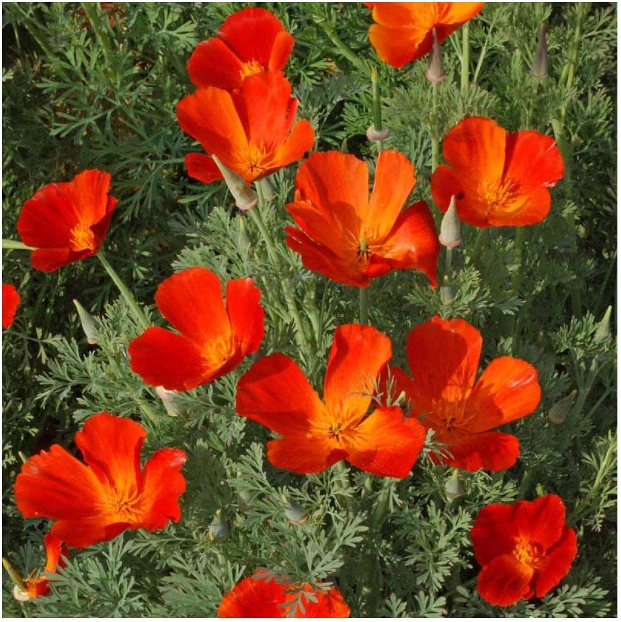 Everwilde Farms - 1 Lb Mikado California Poppy Wildflower Seeds - Gold Vault