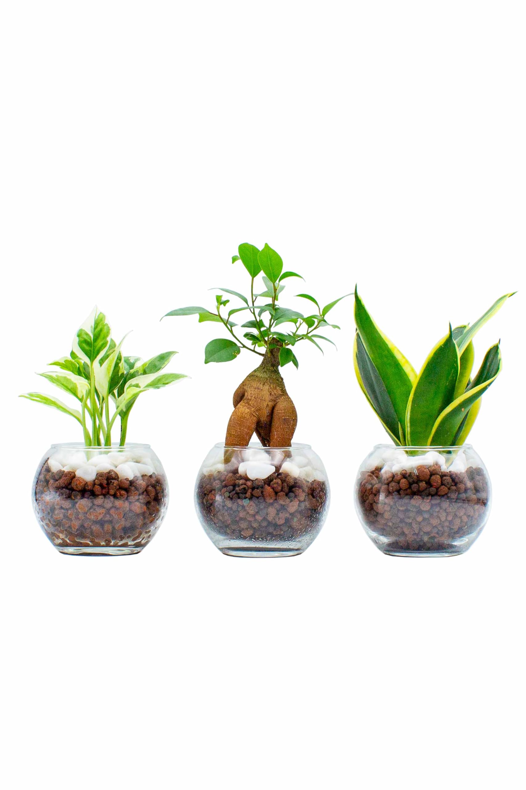 その他観葉植物 tomirio Amazon｜[ miipas ] 観葉植物 おまかせ3種セット 育て方説明書