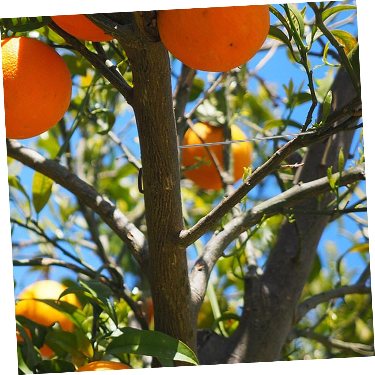 Toyvian Astspreizer aus Galvanisiertem Stahl für Obstbäume 20 Stück zum Verhindern von Schäden an und Zweigen Pflanzenspreizer für Gewerbliche Obstgärten und Gartenpflege