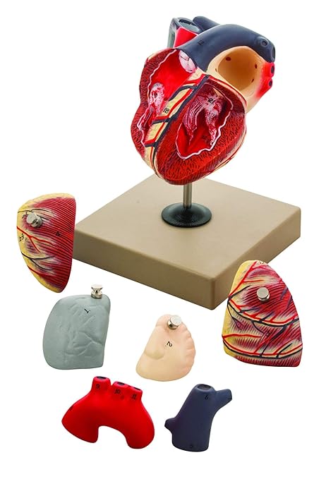 EISCO Human Heart Model, 7 Parts