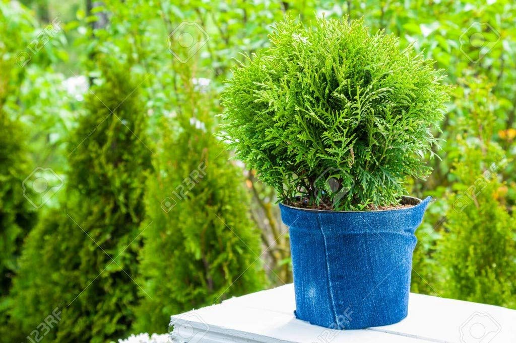OhhSome Live Plant Emerald Green Arborvitae(Thuja) Evergreen Exotic Plants (Arborvitae) Indoor (1 Live …House Plant) (B09N94WW1T) Amazon Price History, Amazon Price Tracker