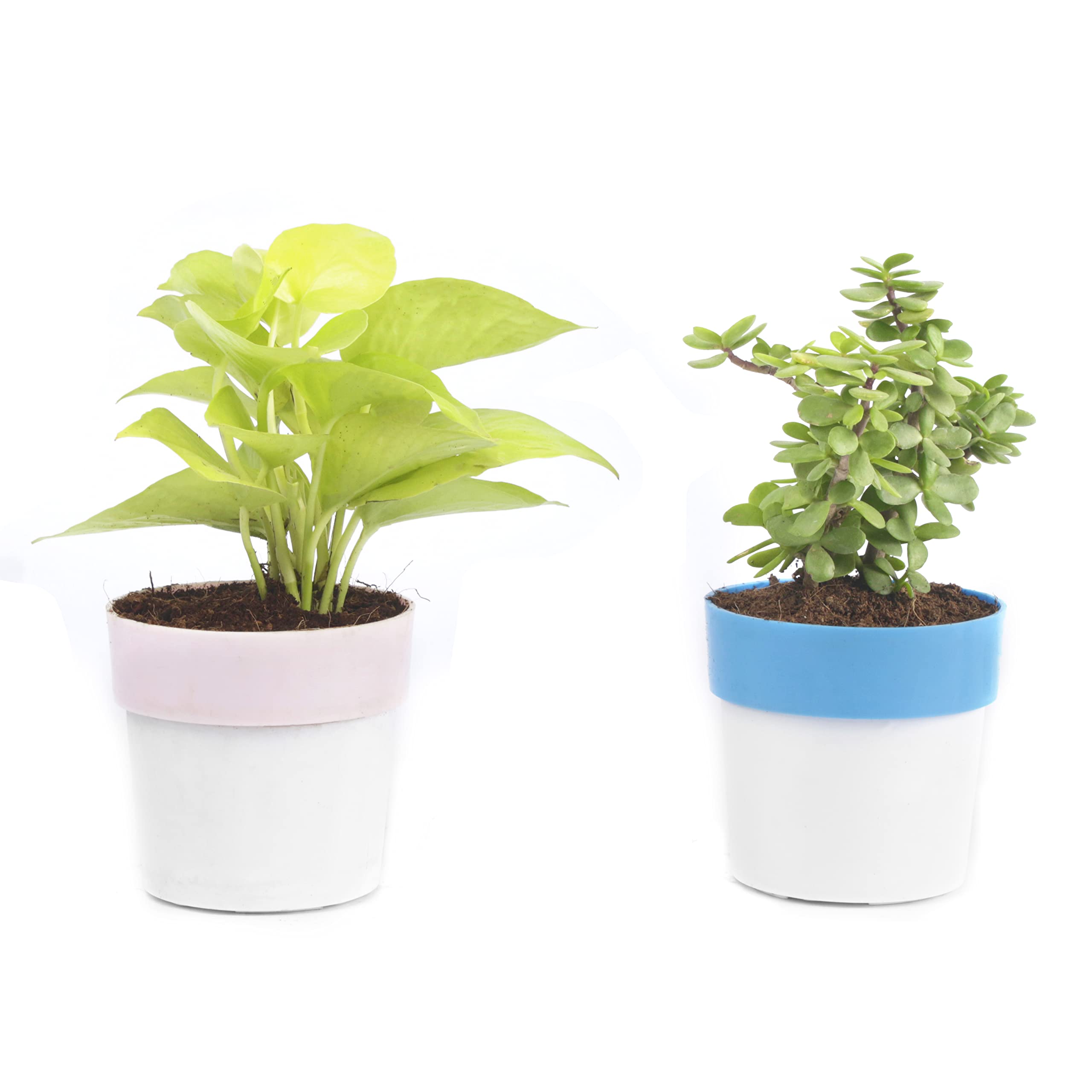 See full amazon price history chart for JESAA GREENS Set of 2 Live Plants Golden Money Plant and Jade Plant With Plastic Pot | Easy Care | Home & Office Decor Airpurifying Plant | Good Luck Plant | Indoor Plant | Set of 2 JESAA GREENS Set of 2 Live Plants Golden Money Plant and Jade Plant With Plastic Pot | Easy Care | Home & Office Decor Airpurifying Plant | Good Luck Plant | Indoor Plant | Set of 2 (B0CG99SWXK) Amazon Price History, Amazon Price Tracker