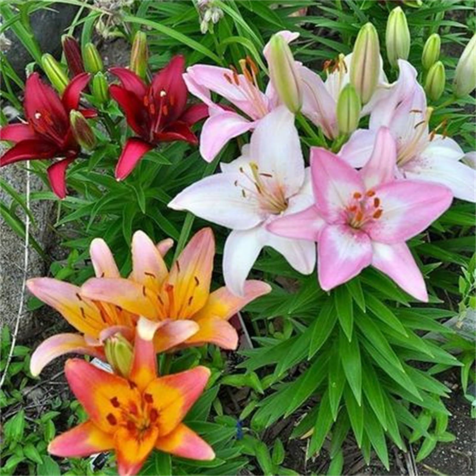 Multiple Colours Perennial Lily Bulbs, Ready to Plant Now for Beautiful Garden Display-2bulbs-E