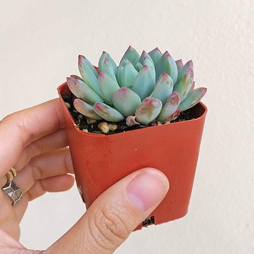 Miniatura 3 de Echeveria Sedeveria Blue Elf 2 pulgadas  Suculenta saludable Echeveria Live Easy Care planta interior de casa, totalmente arraigada en tamaños de