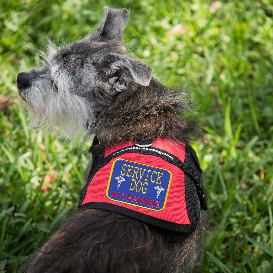 Service Dog in Training Vest - in Training Harness - Includes 5 Federal Law Cards (9-13" Girth, RED)