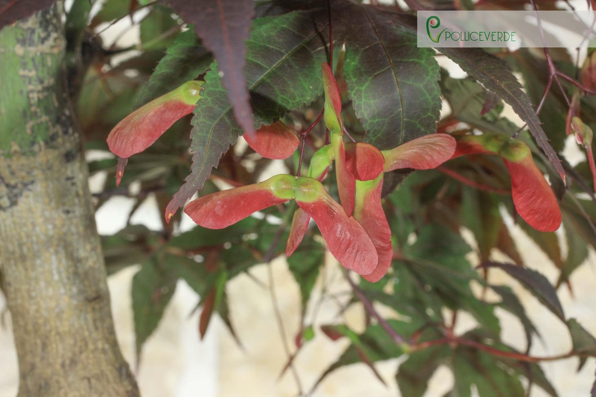 Bonsai di Acero Palmato Atropurpureum (7)