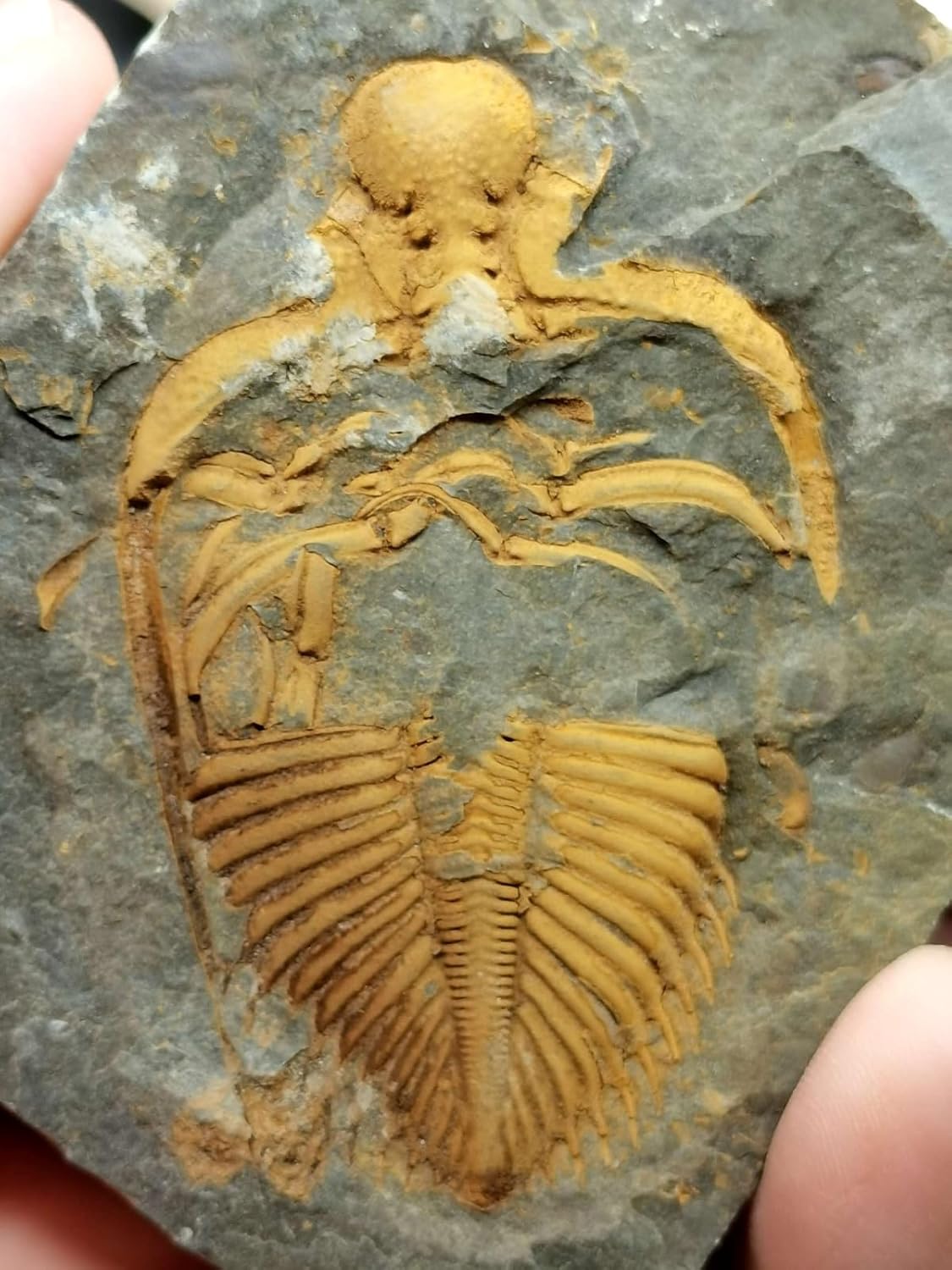 440 Million Year Old Silurian Trilobite Fossil Trilobite Crown Fossil