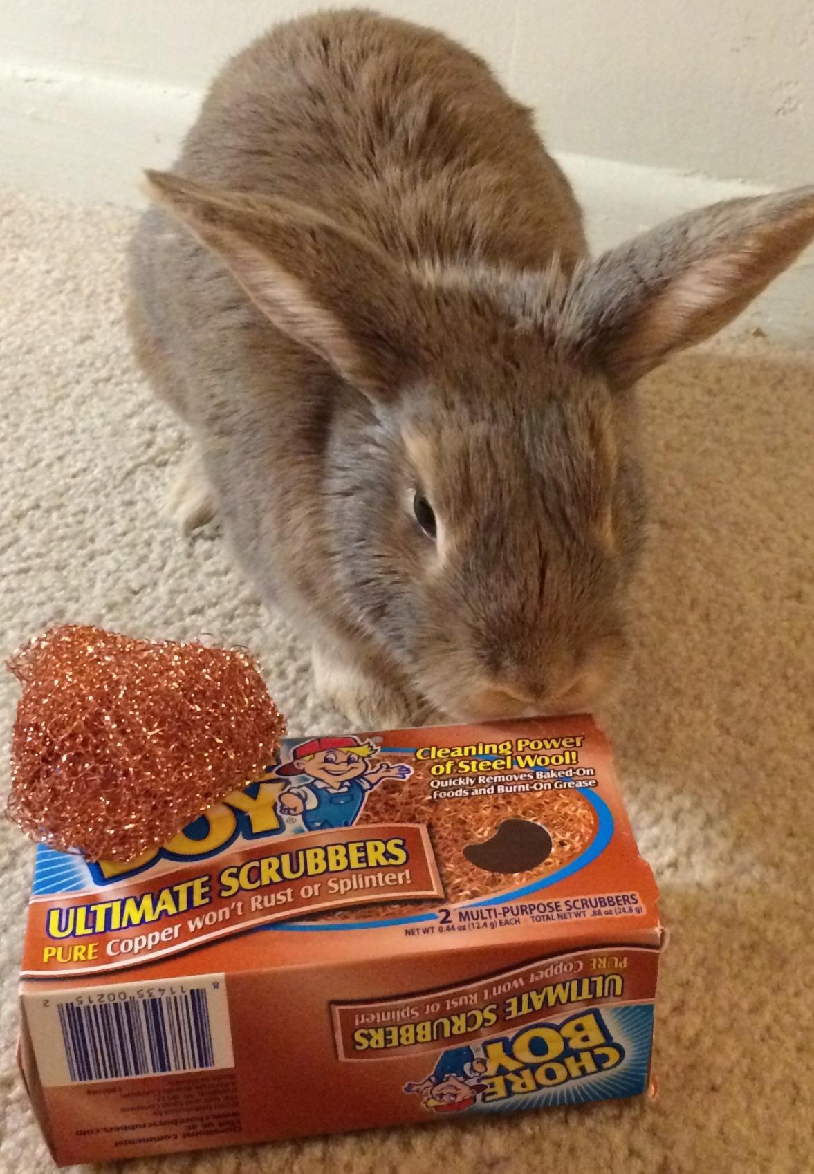 Copper scrubbers are one of the most useful cleaning tools & the Chore Boy Copper Scrubbers are among the best made & best price