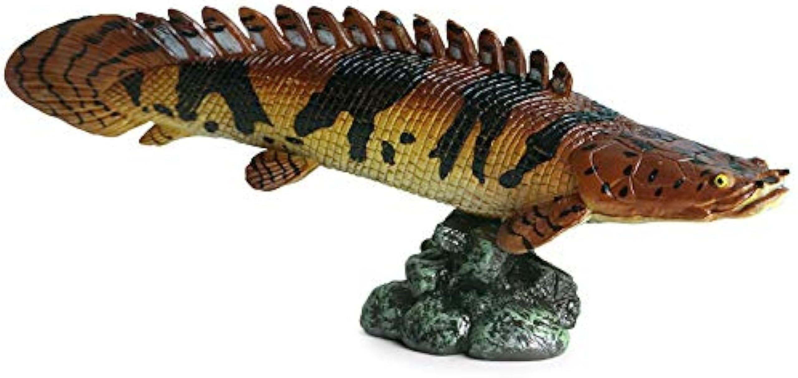 Amazon.co.jp: EUHELOPA ポリプテルス・デルヘッツィ 海洋動物 魚類