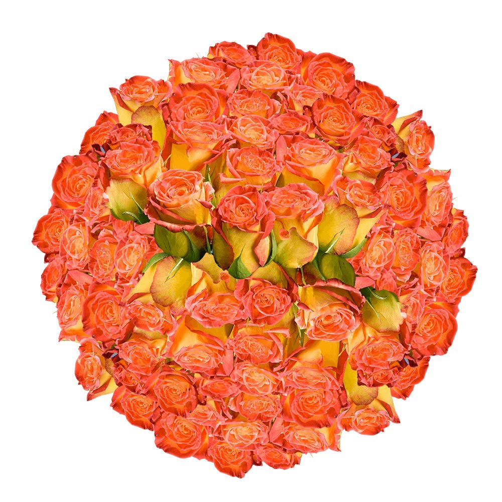 Pictures Of Yellow Roses With Red Tips
