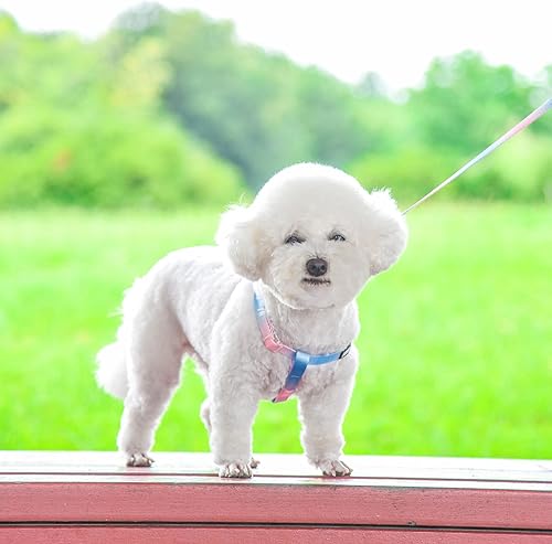 Miniatura 6 de AIITLE Juego de arnés y correa para perro, arnés halter ajustable sin tirones para mascotas con una correa de 5 pies, doble anillo en D, ajuste