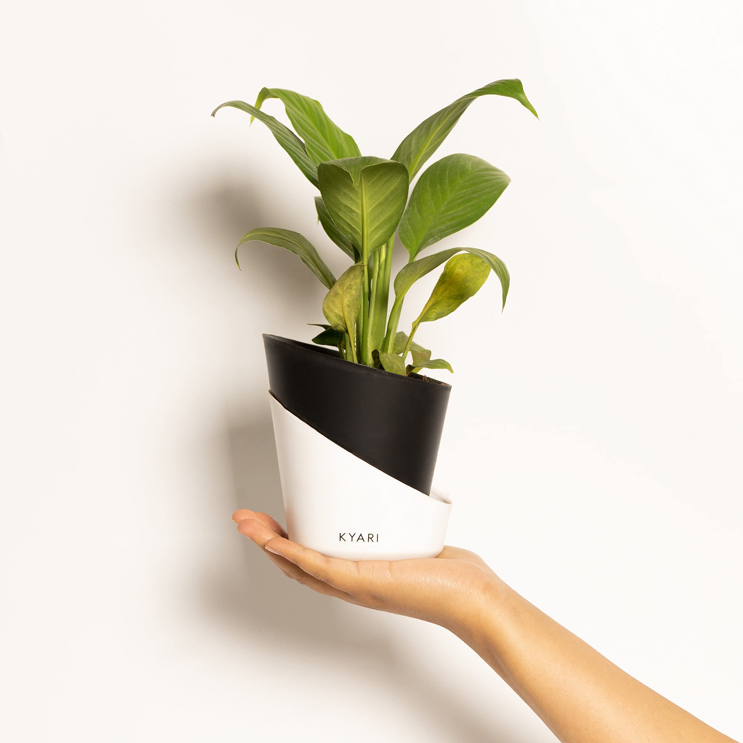 KYARI Peace Lily Indoor Plants for Living Room | Live Plants | Plants with Matte Black Pot for Home | Air purifier plants | Plants for Home Decor | Plants for garden | Indoor Plants for bedroom (B0BTHXB6C3) Amazon Price History, Amazon Price Tracker