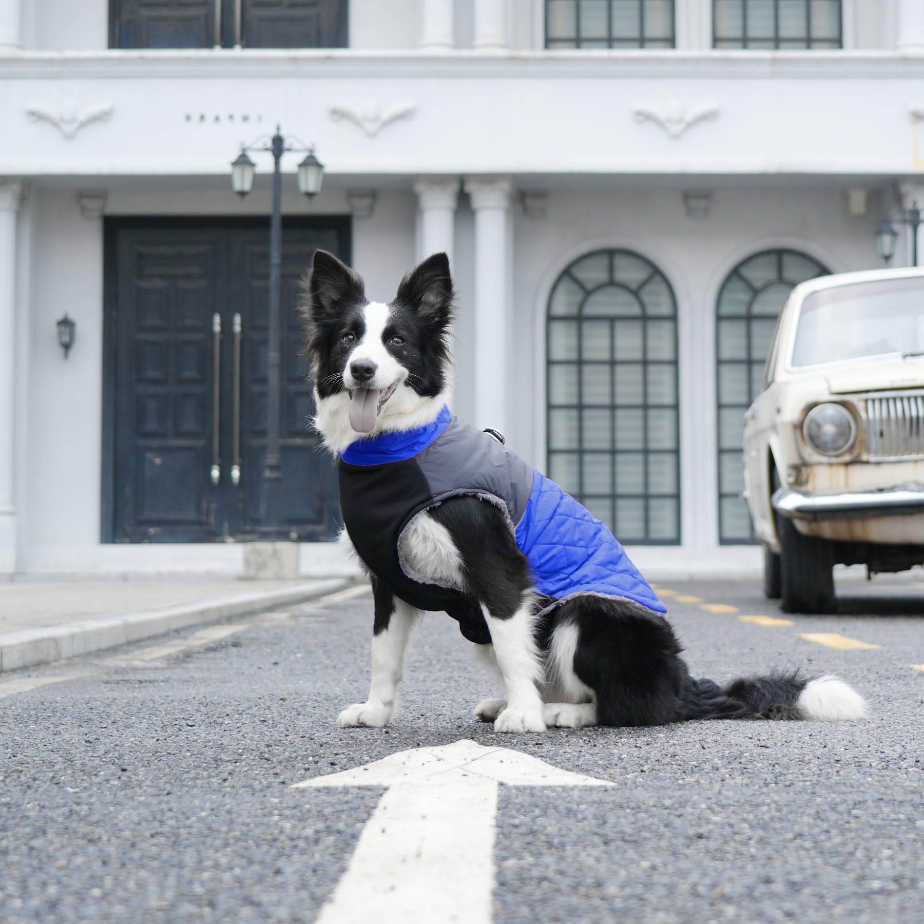 JoyDaog Abrigos de forro polar cálido para perros grandes, chaqueta impermeable con anillos en D para cachorros para el frío invierno, azul, XXXL