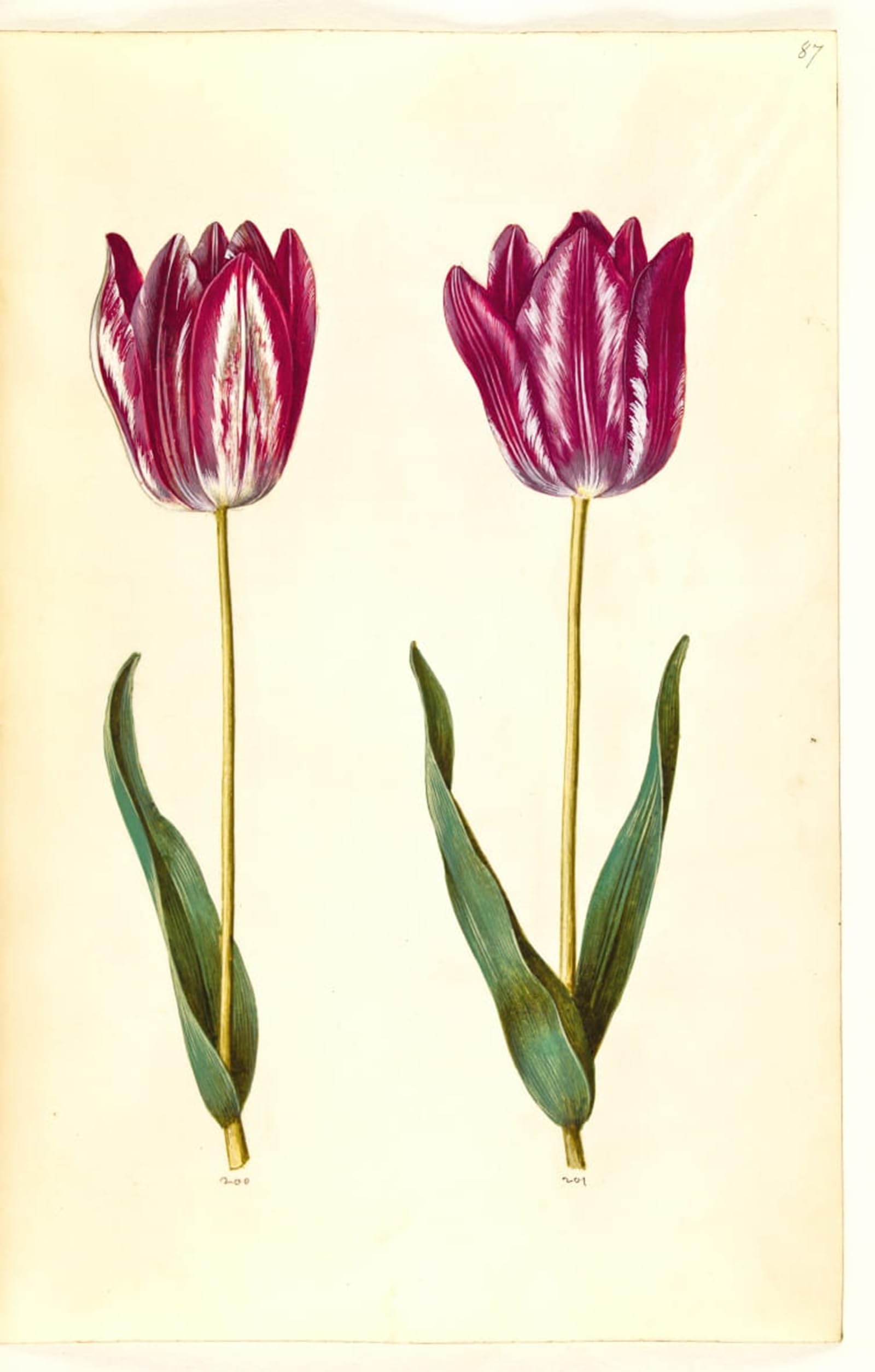 POSTERIIk Famous Modern Artwork Art Mural Tulipa Gesneriana by Hans Simon Holtzbecker Oil Paintings Pictures for Home Decor 60x90cm