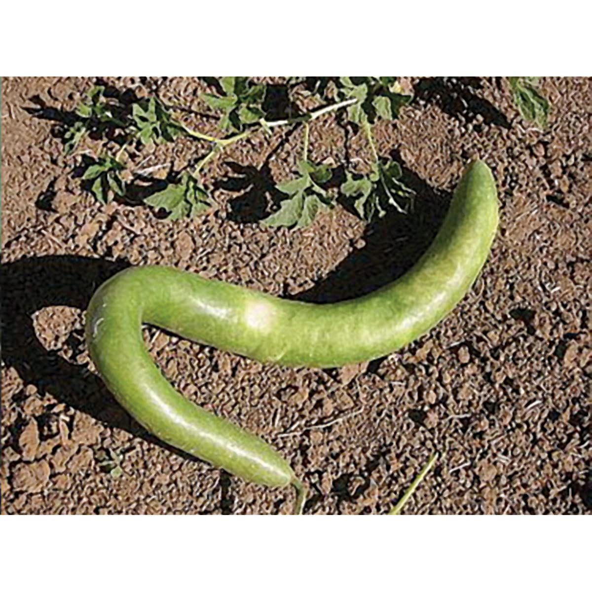 Italian Edible Gourd Summer Squash Seeds | 10 Seeds Packet | Grows up to 4 Feet Long