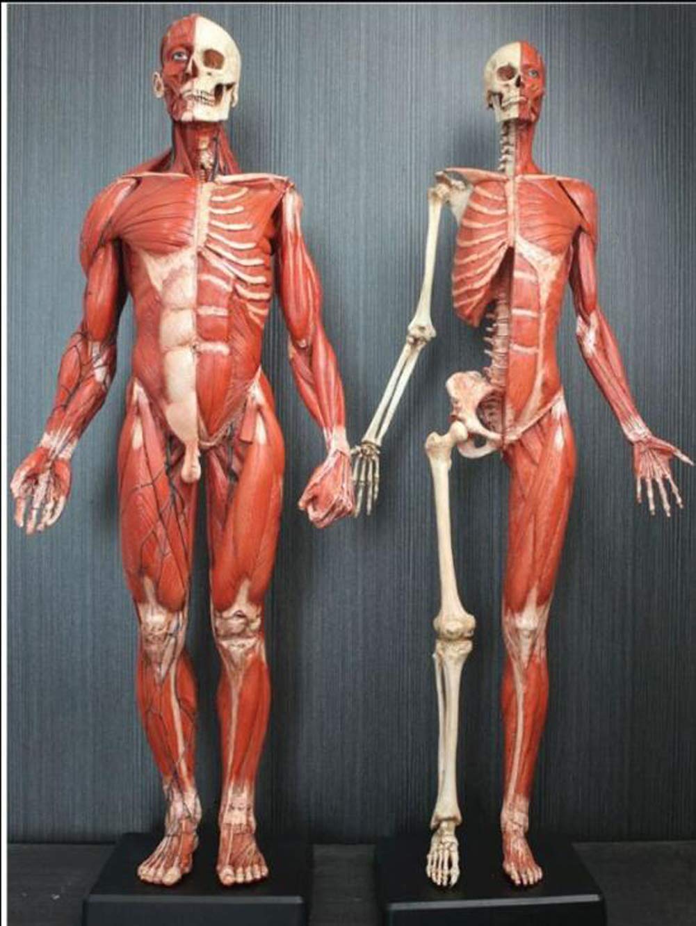 Diagramme d'anatomie Figure 2Pc Modèle d'anatomie Humaine 60Cm Anatomie Musculaire Masculine Femelle Modèle Anatomique Humain Os - PU Mterial - Médecin pour étudier L'Artiste en Dessin,B