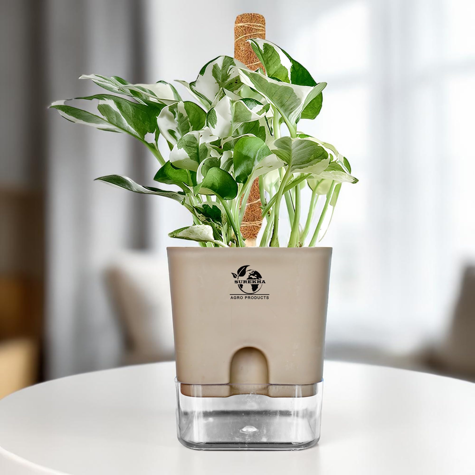 Surekha Variegated Money Plant | Indoor Live Pothos in Self Watering Pot | Lucky Plants for Home | Healthy Rooted Indoor Plants with Pots (Brown Square Pot)-image-23