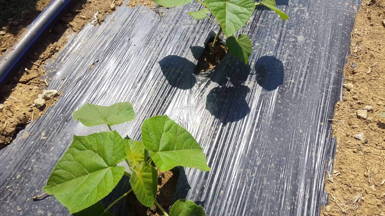 Paulownia Tomentosa Bluebell Tree - 50 graines fraîches