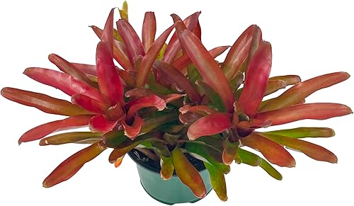 Miniatura 5 de ragnaroc Plantas Vivas - Bromelia Neoregelia 'Super Fireball', 25.4-30.48 cm en Maceta de 15.24 cm - 1 unidad - Llegada Viva Garantizada - Plantas
