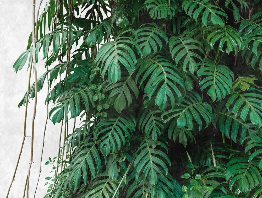 Papier peint panoramique monstera pour agrandir un mur de chambre 3D