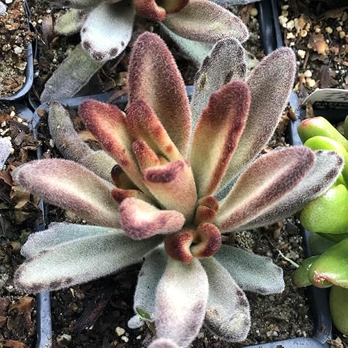 Miniatura 3 de Kalanchoe Plant Live, madre de miles, planta viva en maceta de 2 pulgadas, planta de interior suculenta rara (chocolate Kalanchoe)