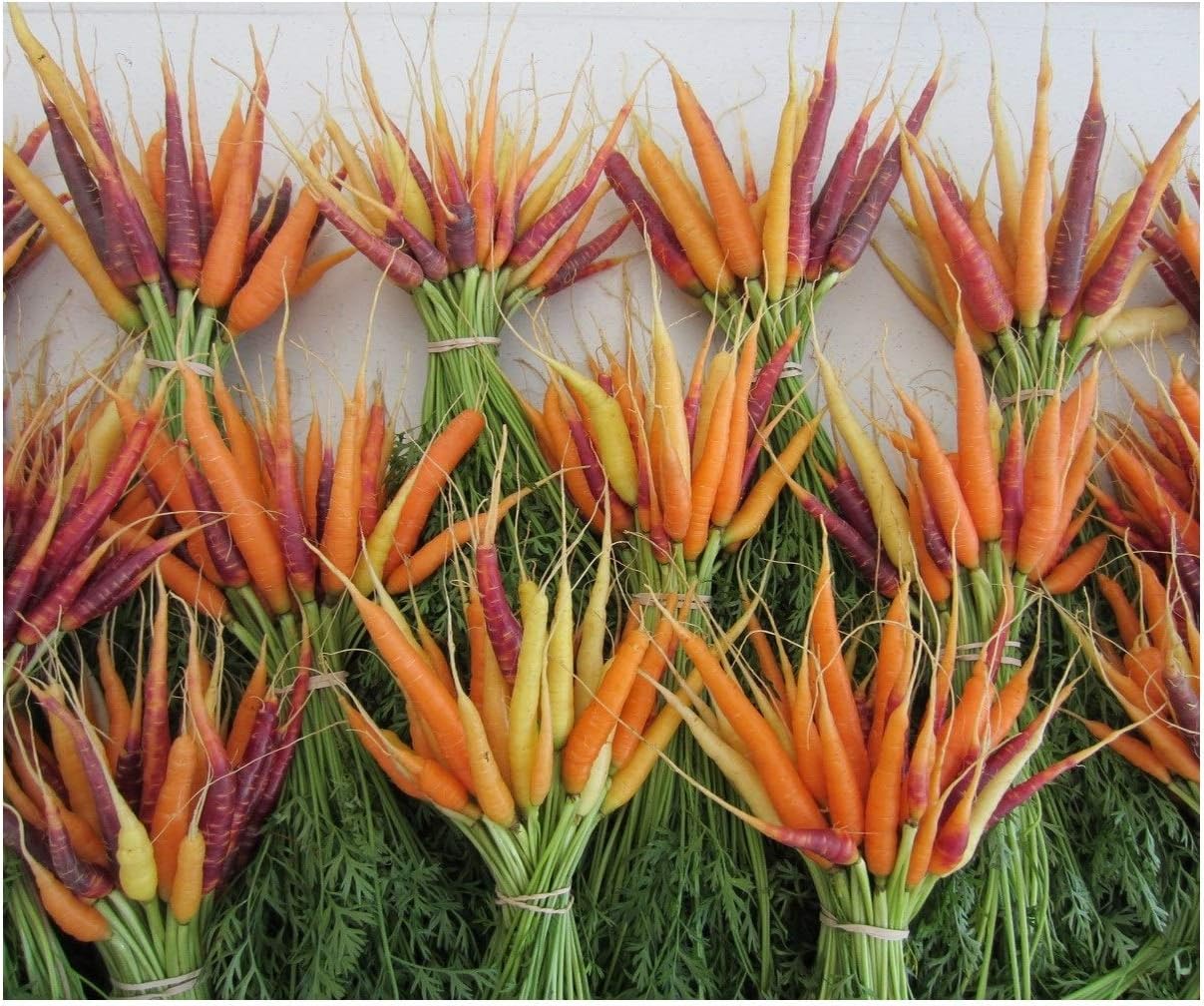 Vegetable Carrot Rainbow Mix F1 440 Finest Seeds