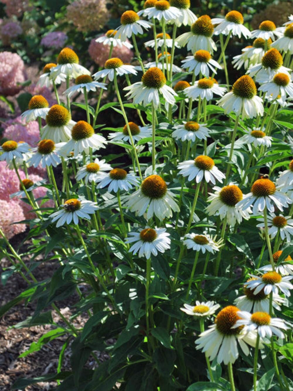 Perennial Farm PowWow White Coneflower
