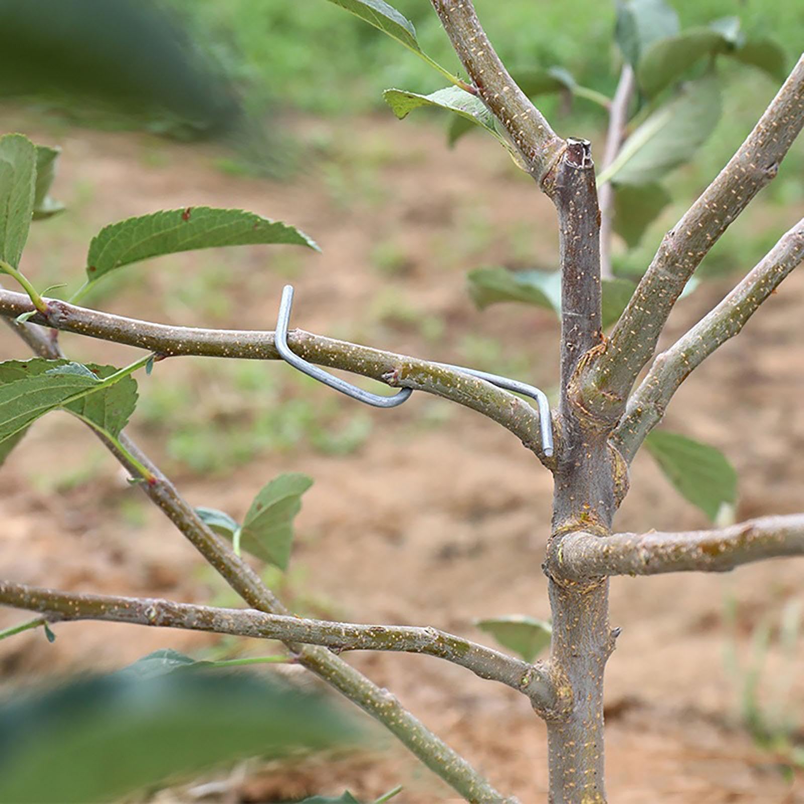 50Pcs Fruit Tree Branch Puller Branch Tying for Orange Potted Plants Flowers 8cm | Home & Garden | Yard, Garden & Outdoor Living | Gardening Supplies | Plant Care, Soil & Accessories-image-47