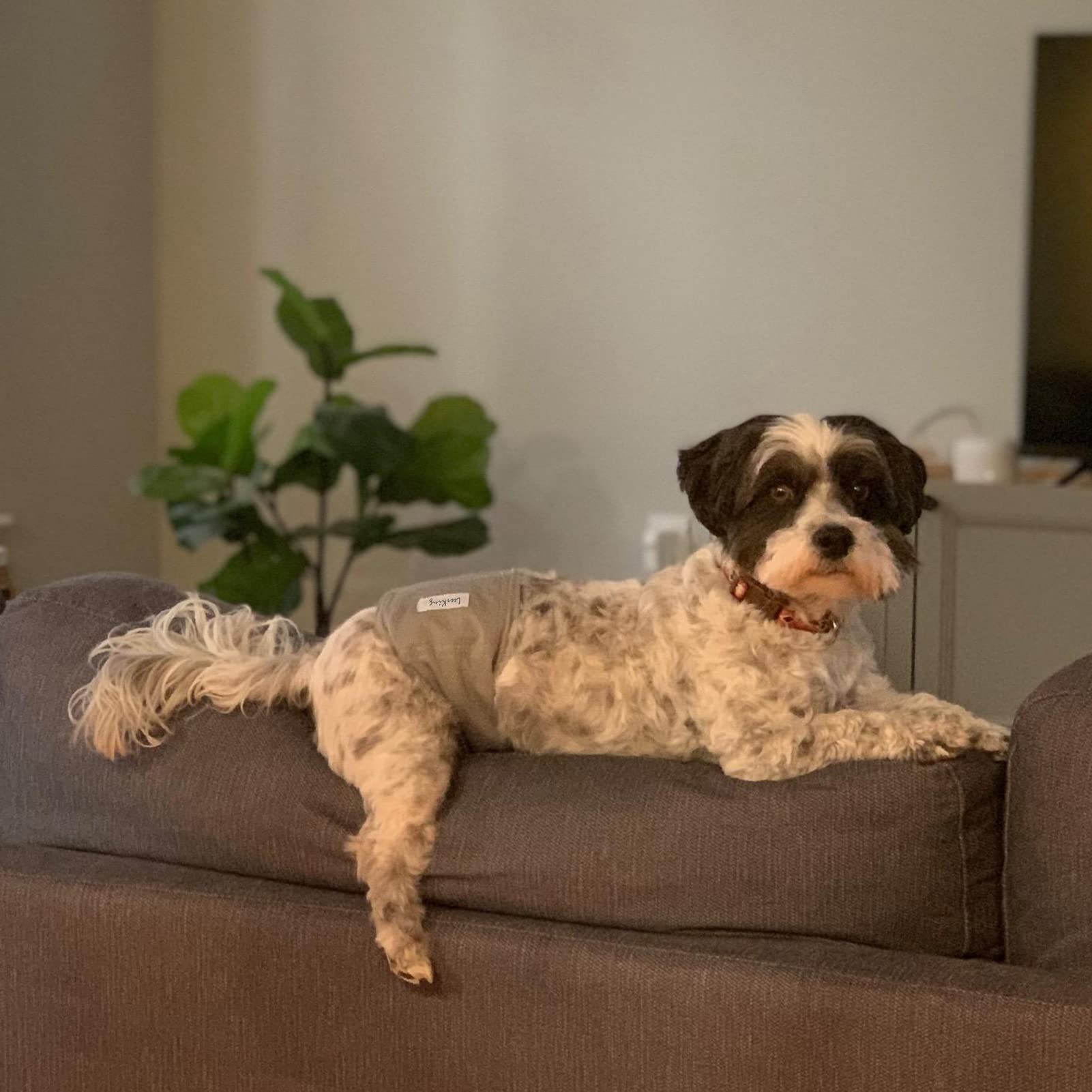 LeerKing Couches pour Chiens Male Lavable Lot de 3 Bandeau Ventrale Réutilisables Très Absorbantes pour Chiens Anti-Pipi Incontinent de Petite Moyenne et Grande Taille L