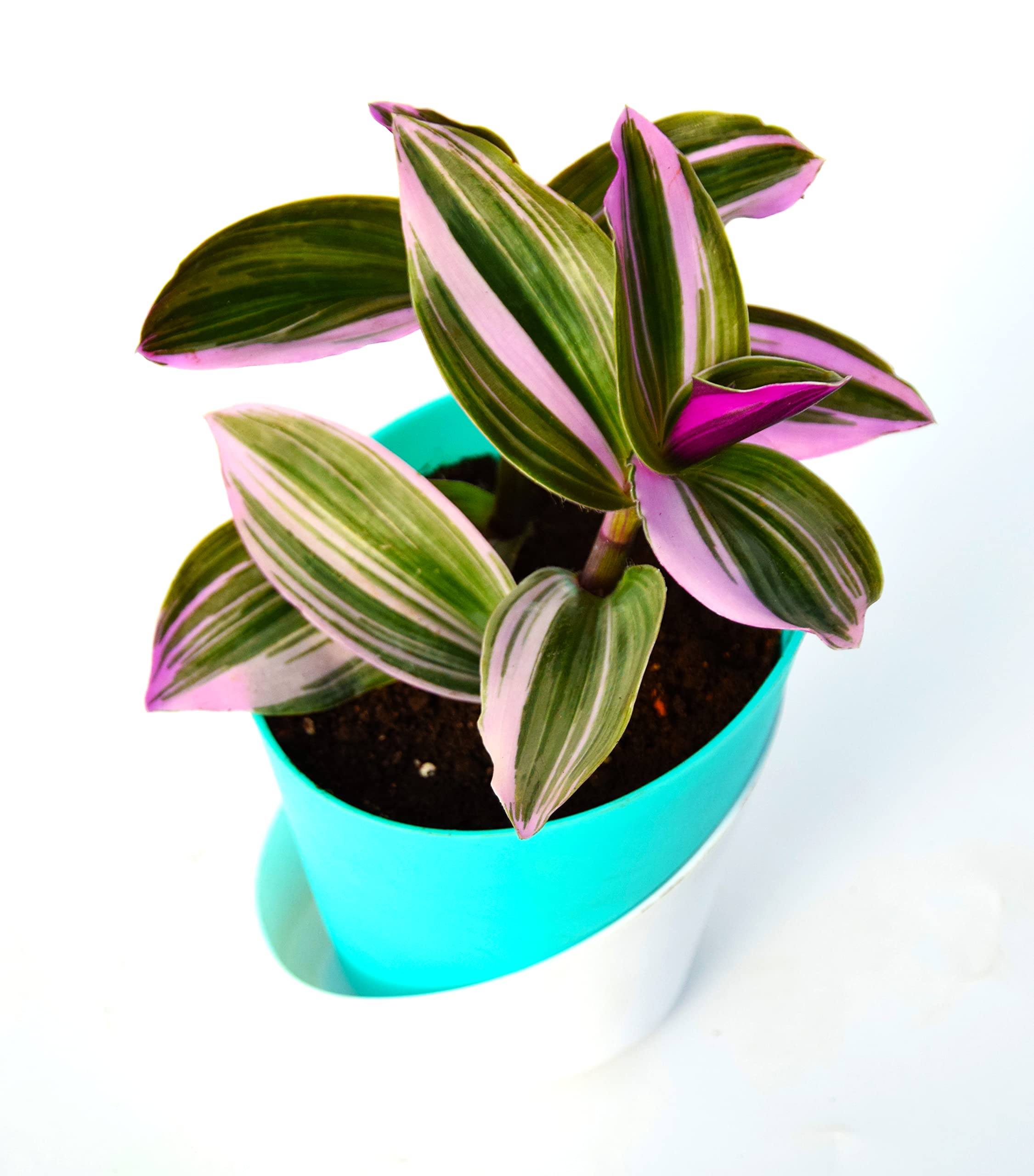 Rare Tradescantia Nanouk Lilac Plant with Self-Watering Pot - Indoor Pink Wanderin Plant by India Gardening-image-15