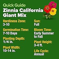 Vista 556 de HOME GROWN Semillas de diente de león para plantar 600 semillas de hierbas medicinales tradicionales (~ 0.01 oz) sin OMG cultivan hojas y flores