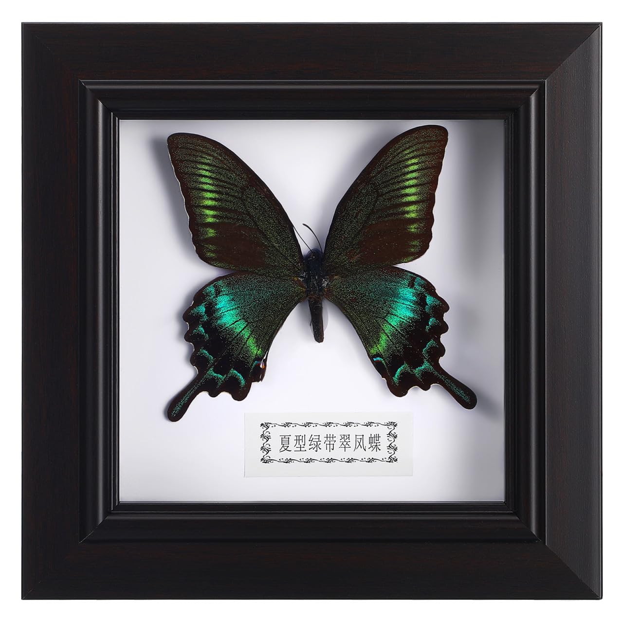 Insecto simulado en marco jojofuny como obsequio único para pared 8