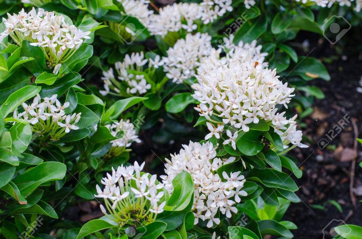 Rain Forest Dwarf Rare West Indian Jasmine" White Ixora" Chethi Flower