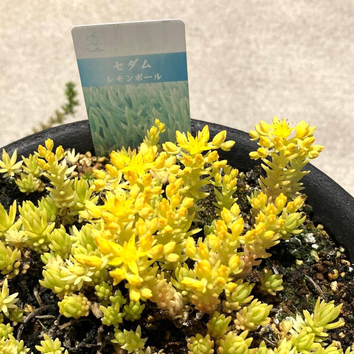 Amazon.co.jp: 多肉植物 レモンボール 3cm 15カット苗 succulent 