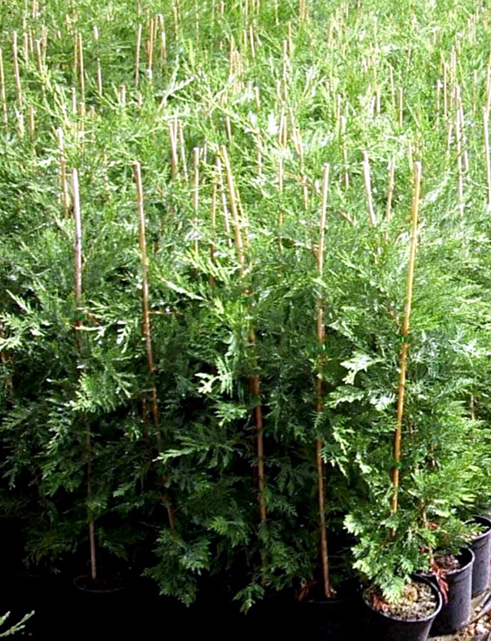¡¡¡ 5 Plantas !!! natural, Altura 70-80 cm, cipres Leylandii Crecimiento Rápido, para setos, pantalla visual, cortavientos y como árbol ornamental. Segura Garden.