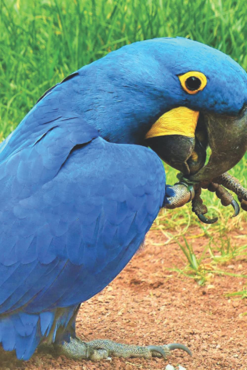 Hyacinth Macaw Notebook