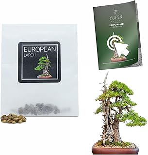 30 European Larch Bonsai Seeds | Larix Decidua | Growing Guide | Grow Your Own Bonsai Tree | Bonsai Beginners and Enthusiasts