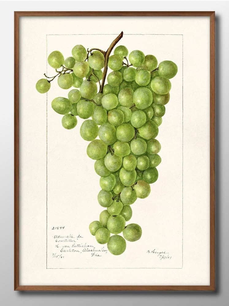 油絵 （抽象画）葡萄 ブドウ ブドウ