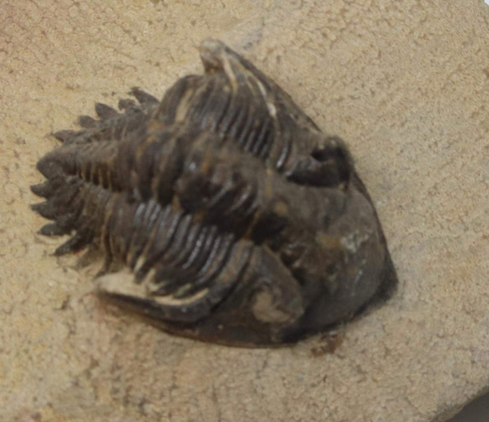 Metacanthina Trilobite Fossil Morocco 390 Million Years Old #15771 11o