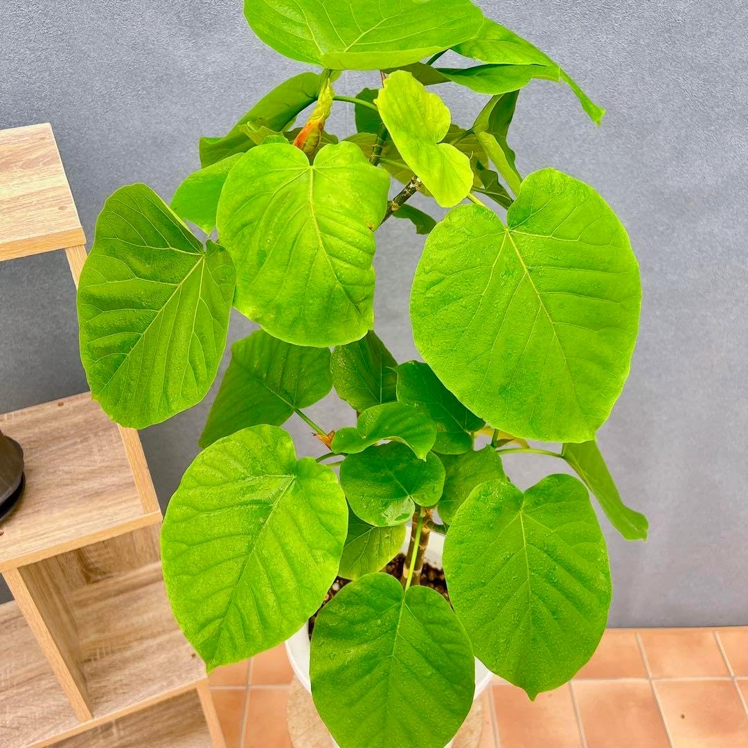 アガベ チタノタ ホオジロザメ 